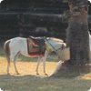 k10
